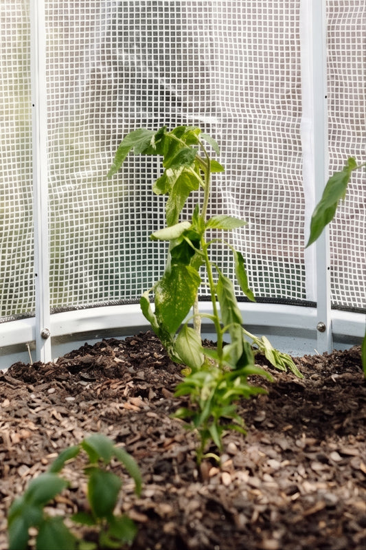 Plants growing in soil with a white PE cover in the background