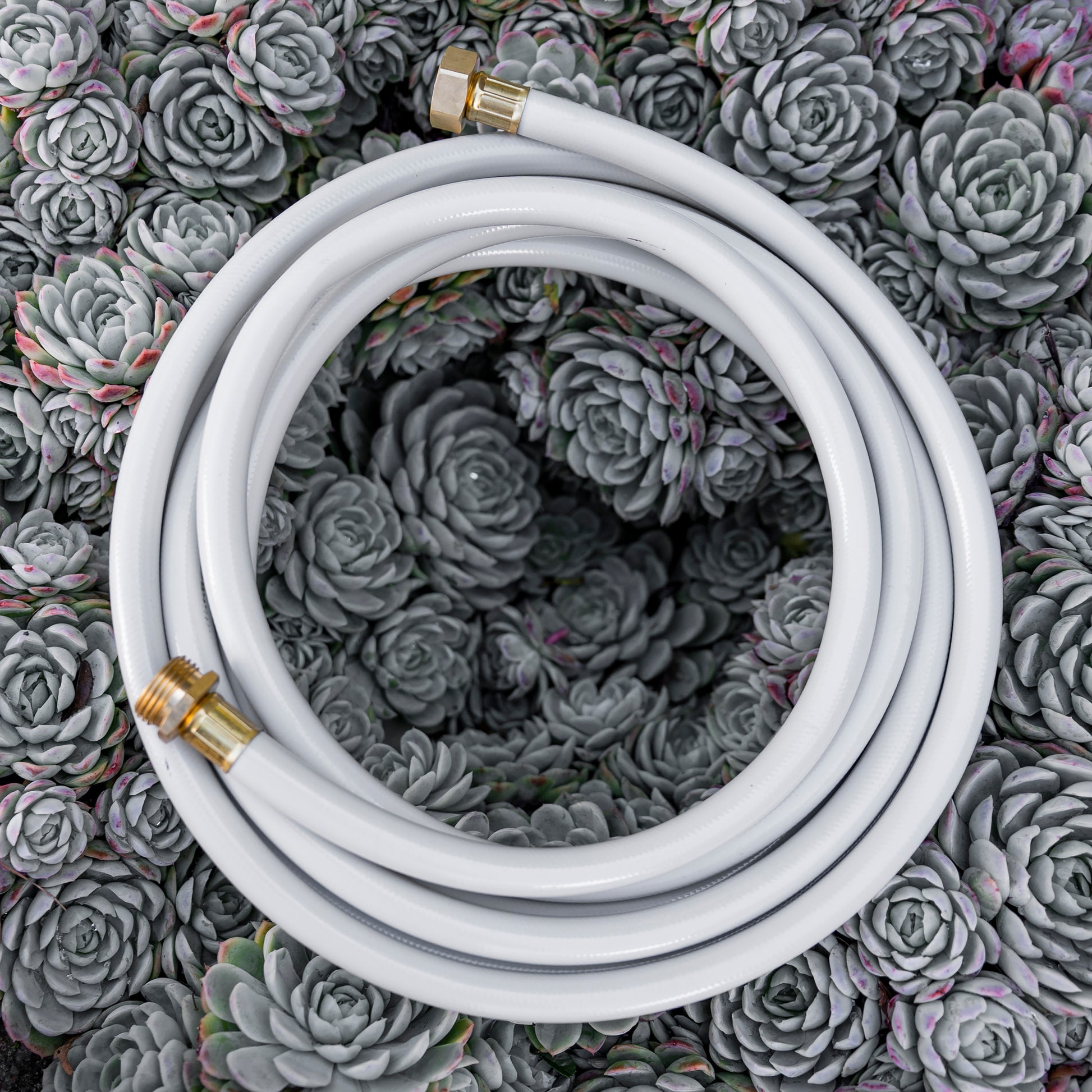 Beige 16ft US Leader Hose coiled up on top of bed of succulents