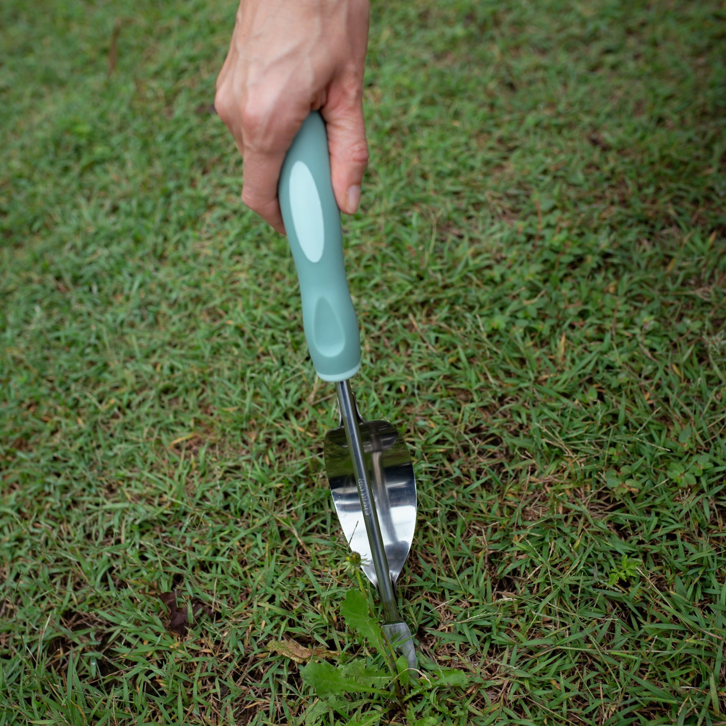 Hand using a Garden Weeder tool to pull weeds from grass