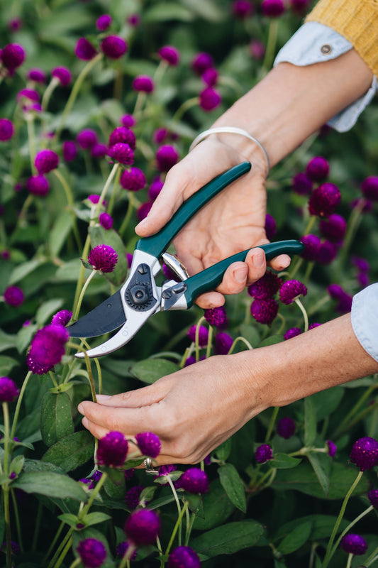 person using green secateurs to cut flowers