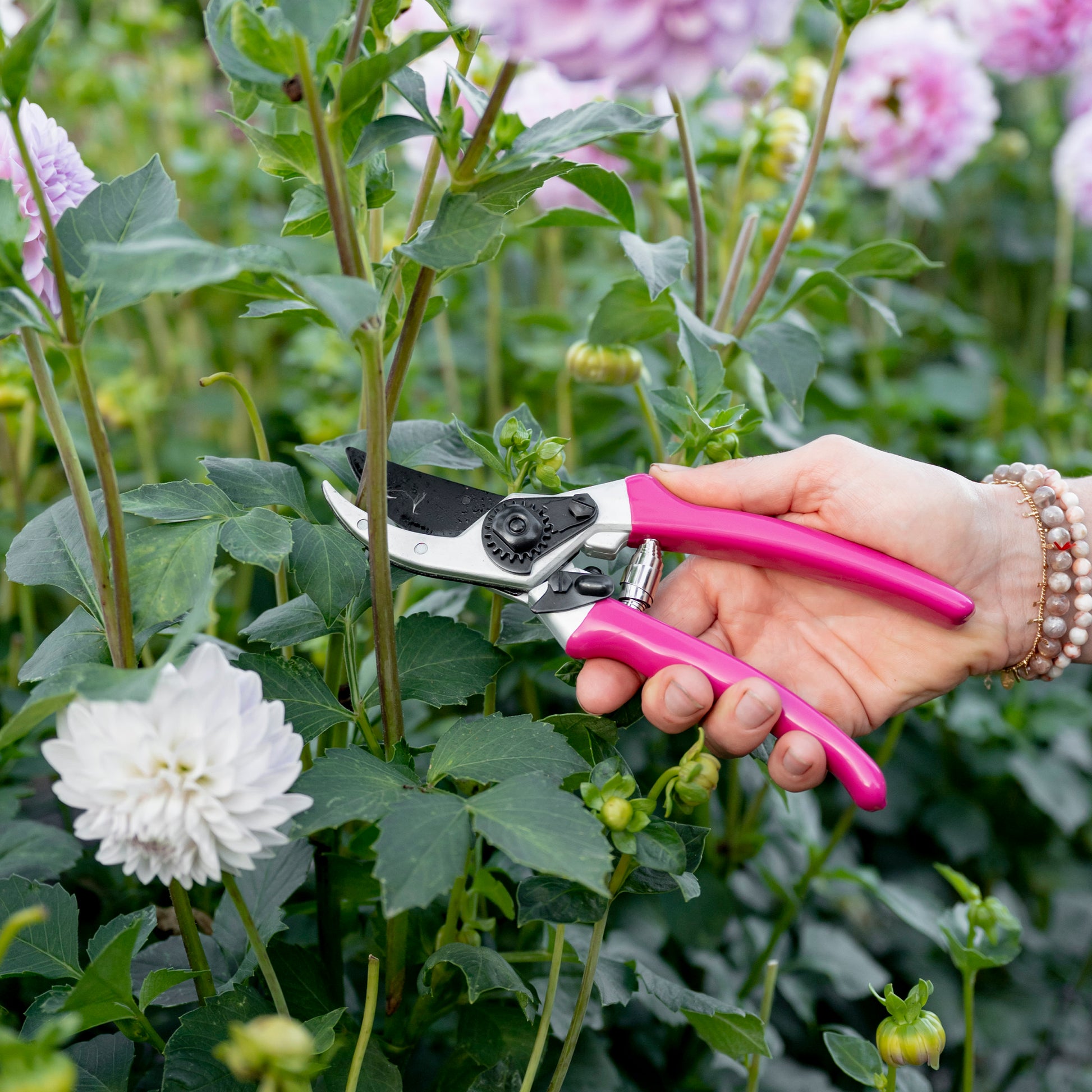 person cutting flowers with pink secateurs