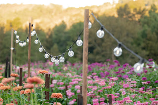 Solar Festoon Lights hanging from garden stakes amongst beautiful flower field