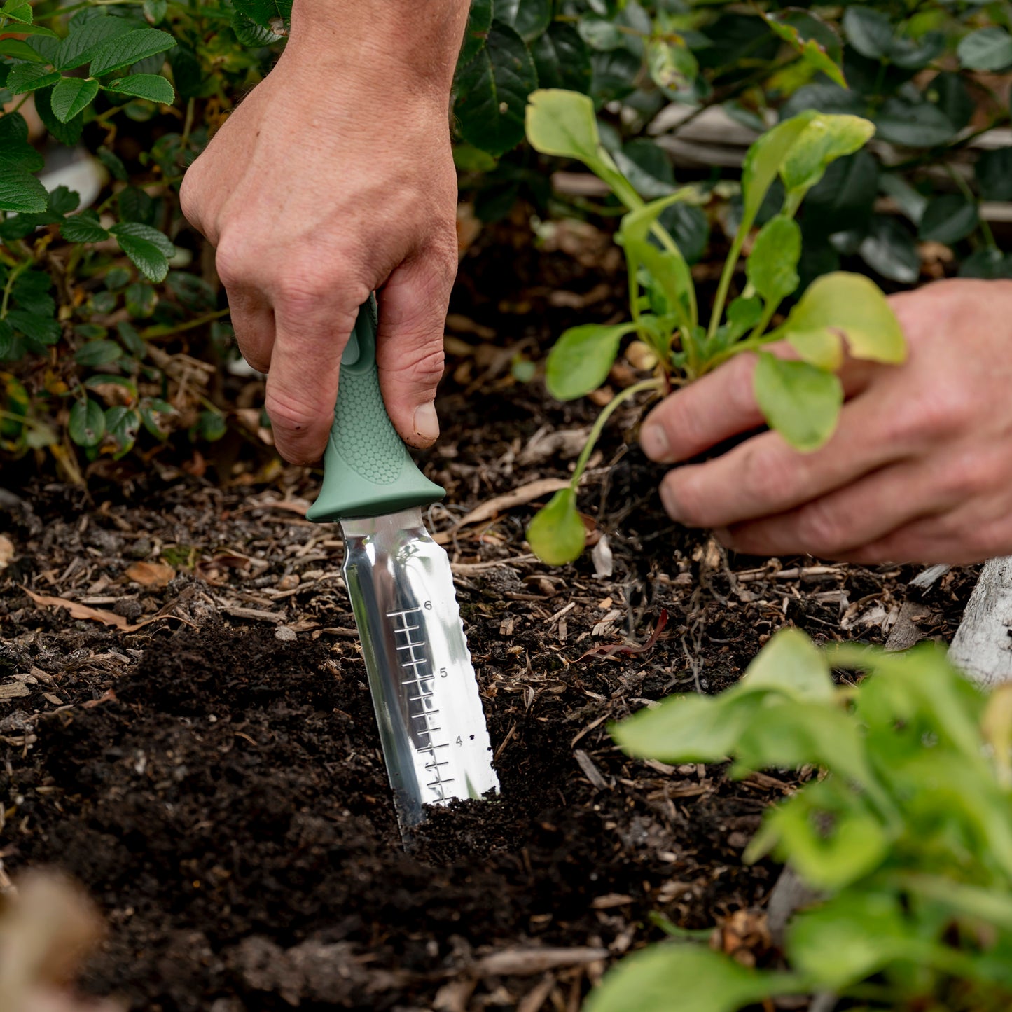 Man using the Hori Hori Garden Knife to dig out weeds in garden