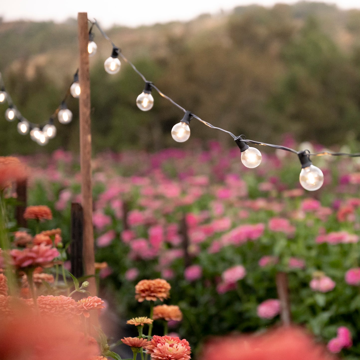 warm white solar party lights used to decorate an outdoor area