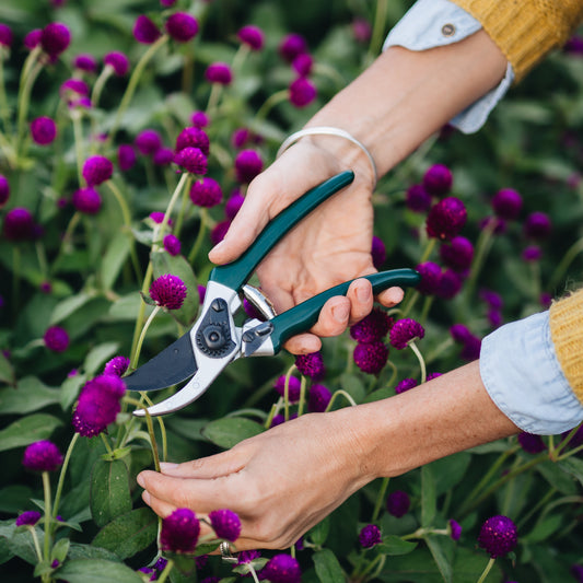 Person cutting flowers with green secateurs 