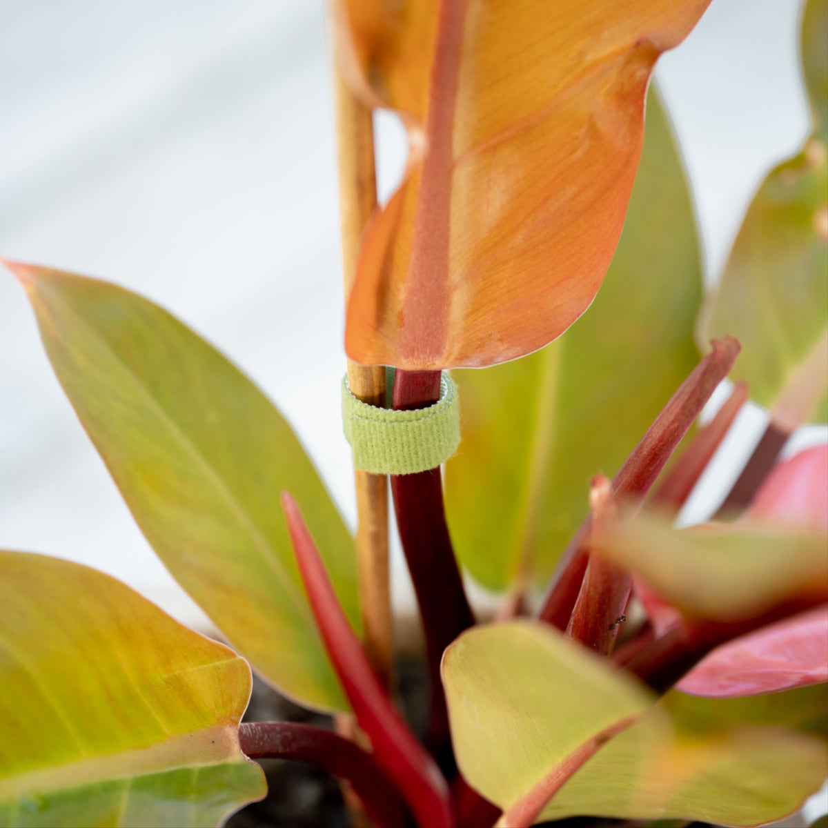 plant ties for indoor plants Soft Plant Ties