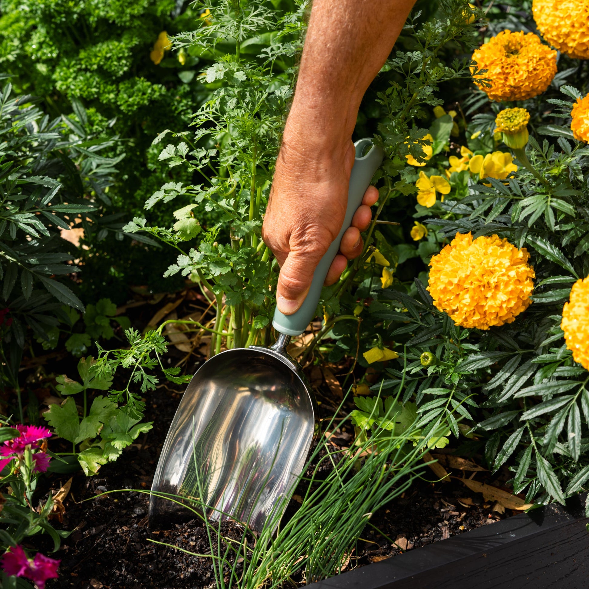 Person using the large potting scoop in a garden with yellow and pink flowers.