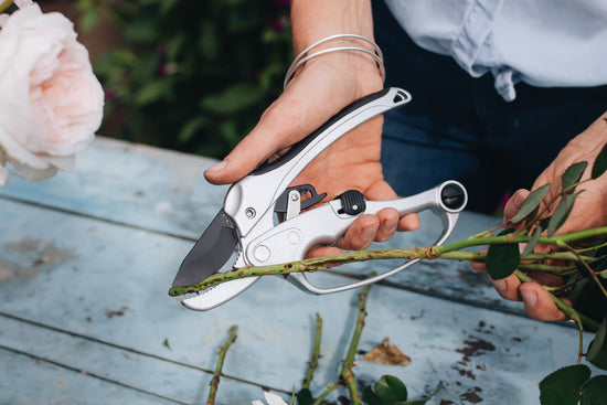 Female holding Ratchet Pruners over a blue wood table and using them to cut the stem of a rose