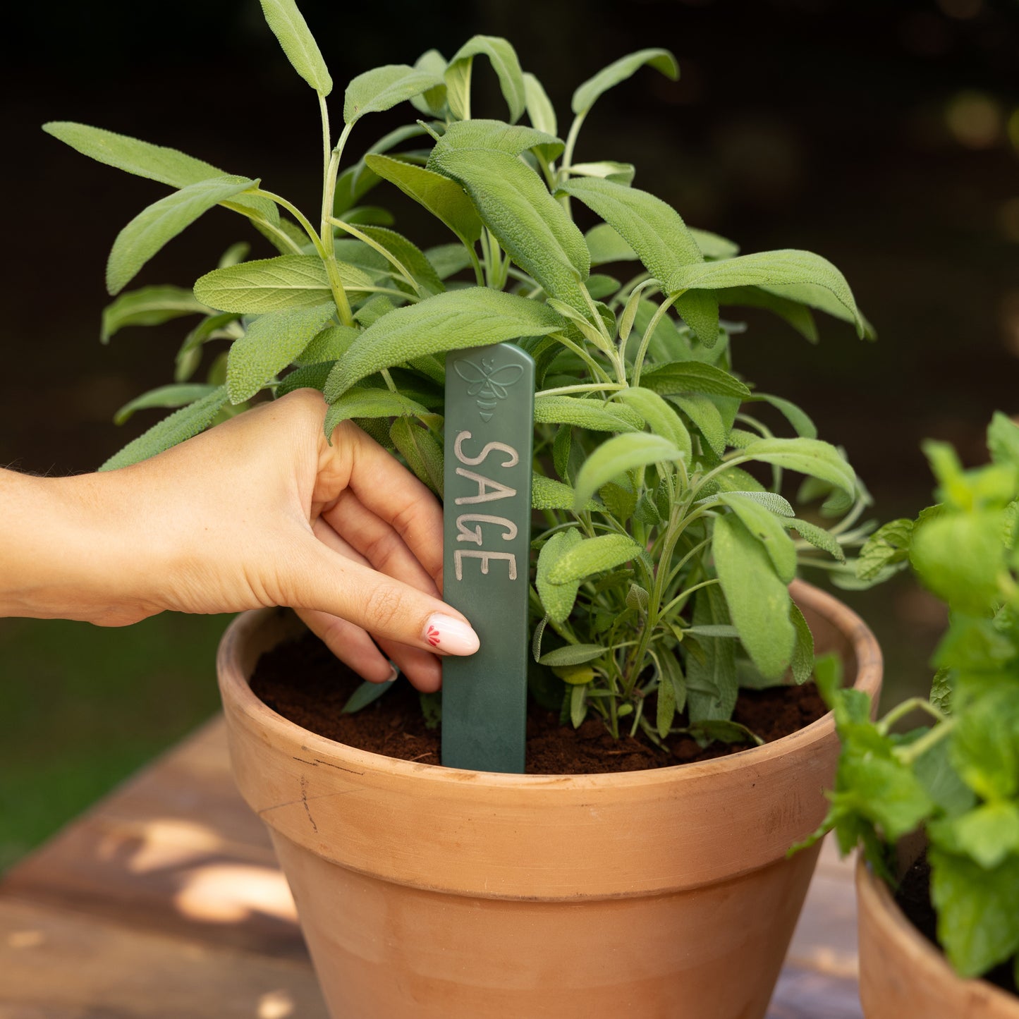 Person pushing a recycled plastic plant label into a pot of sage