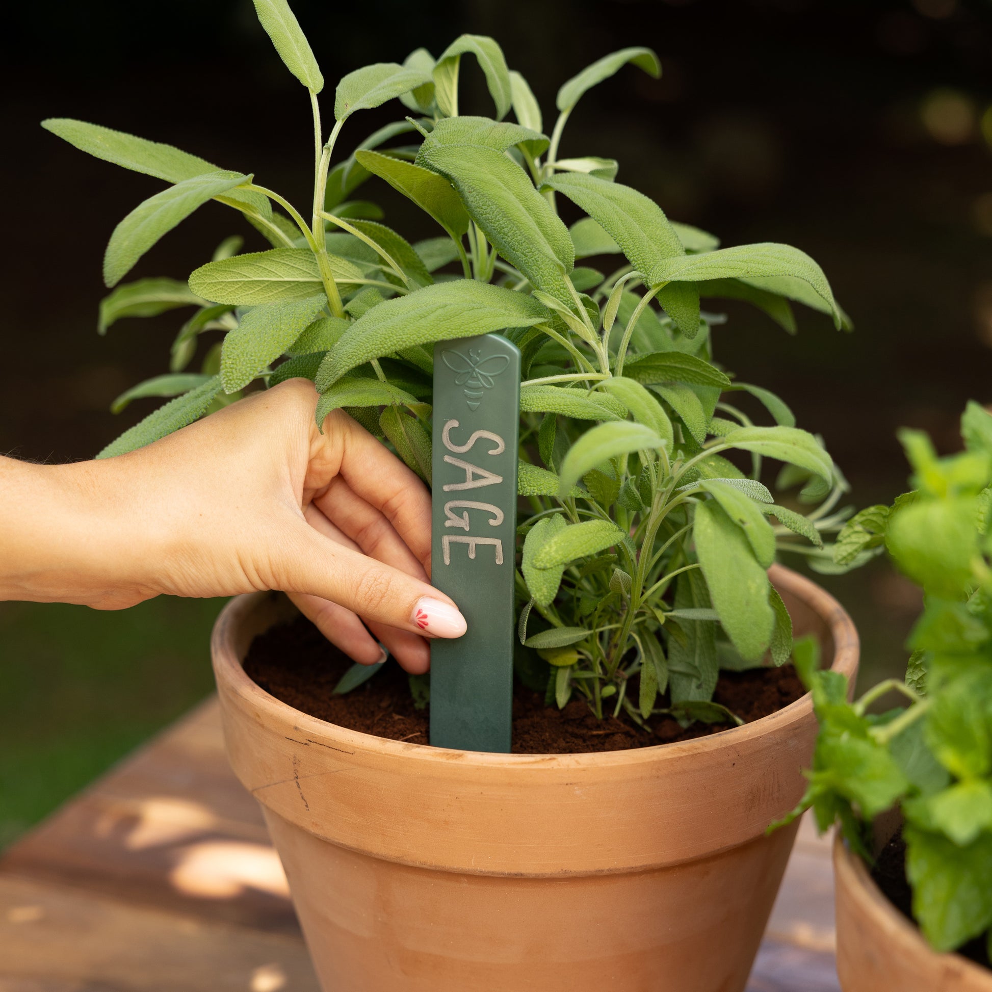 Person pushing a recycled plastic plant label into a pot of sage