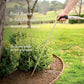 Root Waterer & Soil Breaker