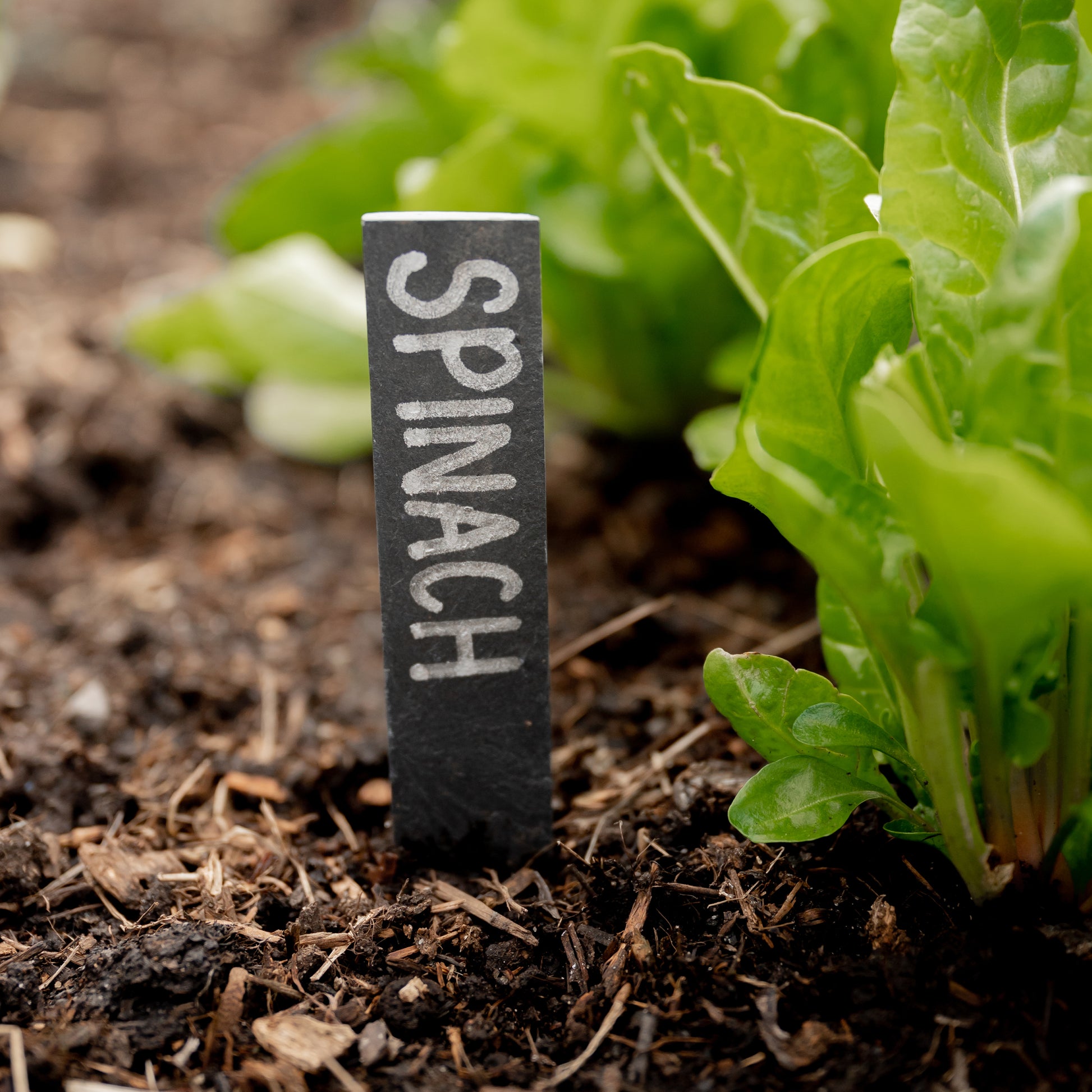 Slate Plant Labels in garden bed