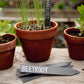 Slate Plant Labels - 5 pack