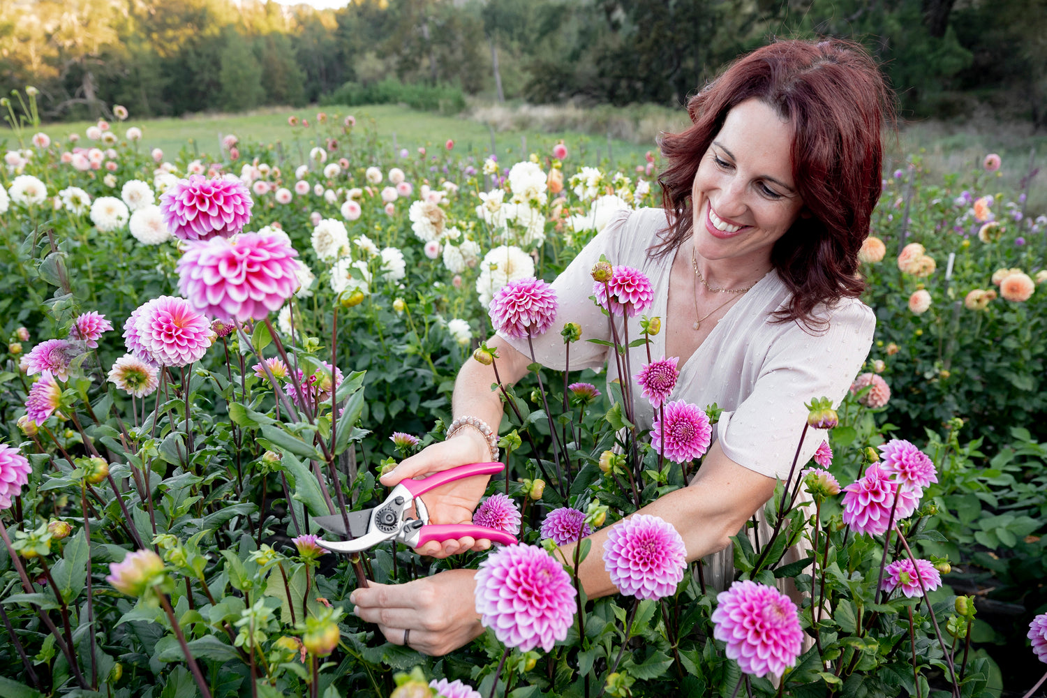 Woman cutting flowers in a flower field 