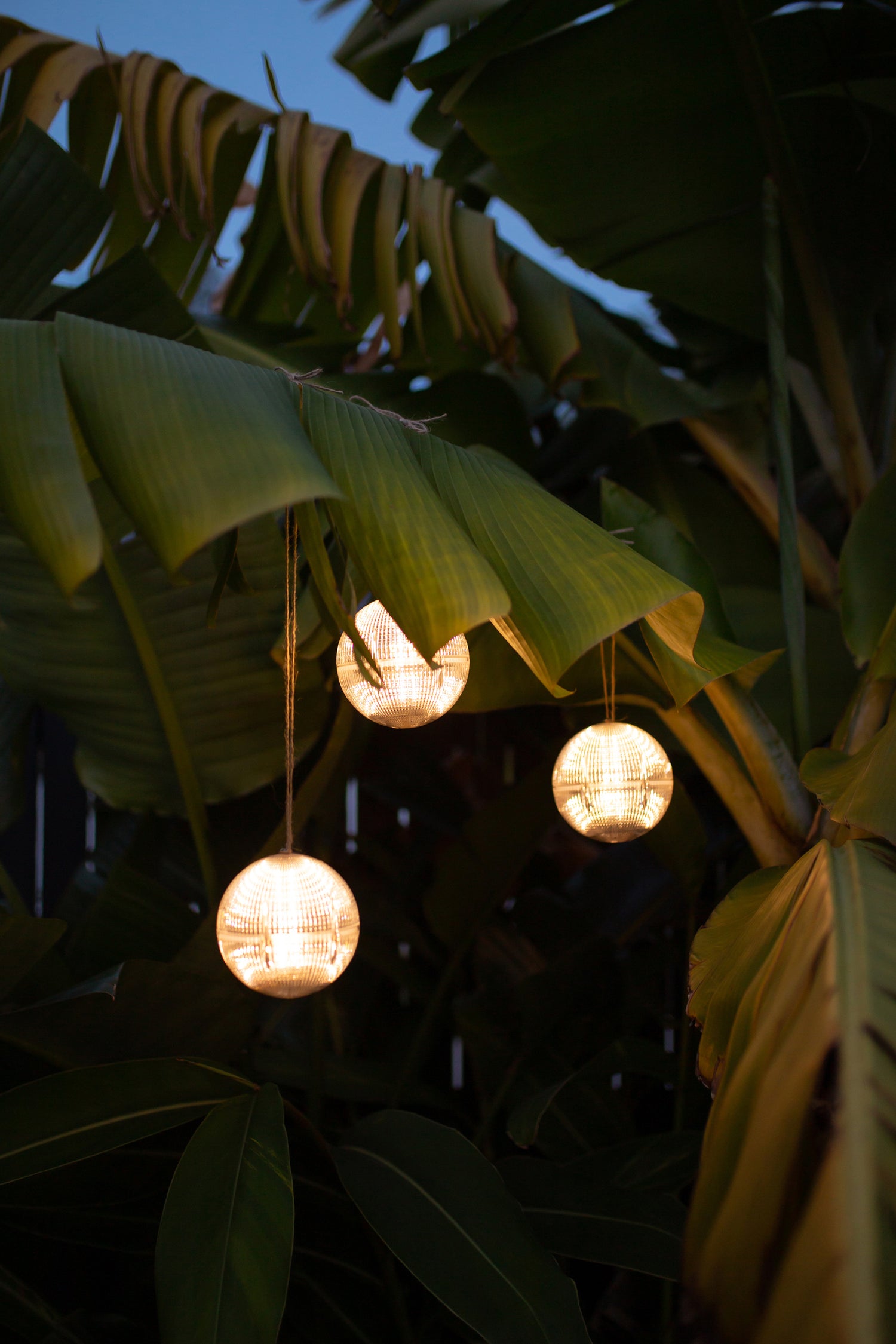 Solar lights hanging from a palm tree