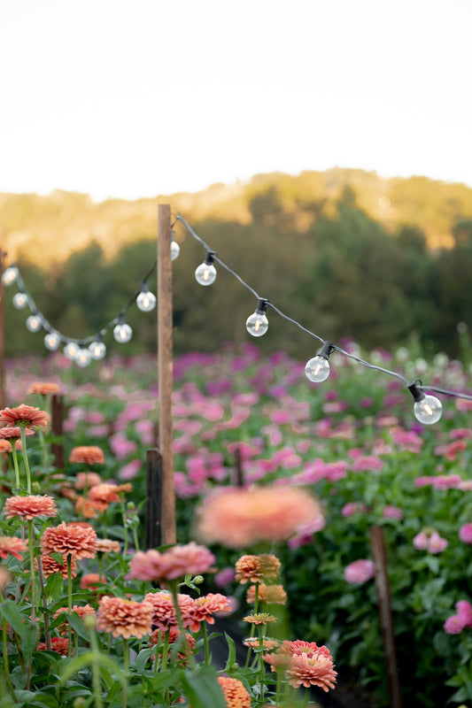 Warm White Solar Festoon Lights strung across a flower farm, hung by wooden stakes