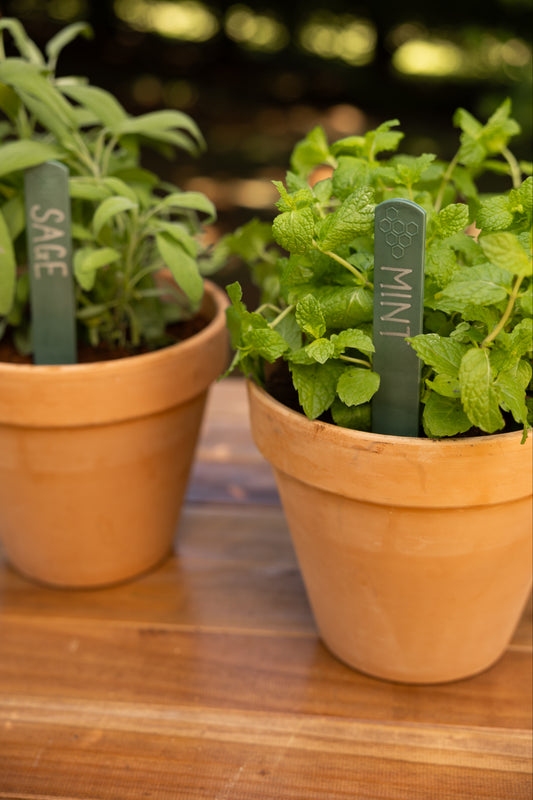 Sage green plant lables in two terracotta pots with mint and sage