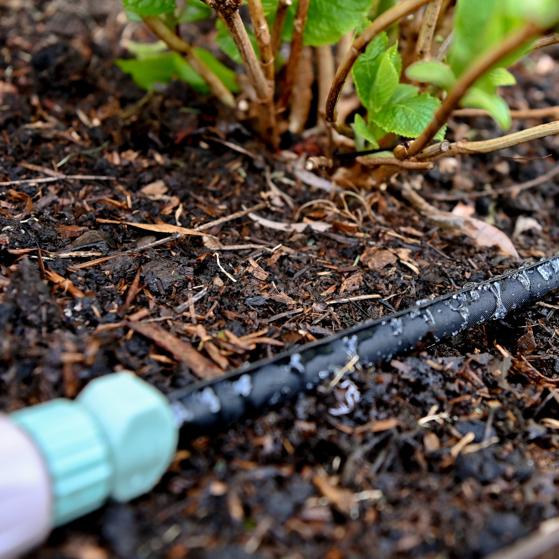 weeper hose and hose connector laying in garden bed with weeper hose on watering the garden