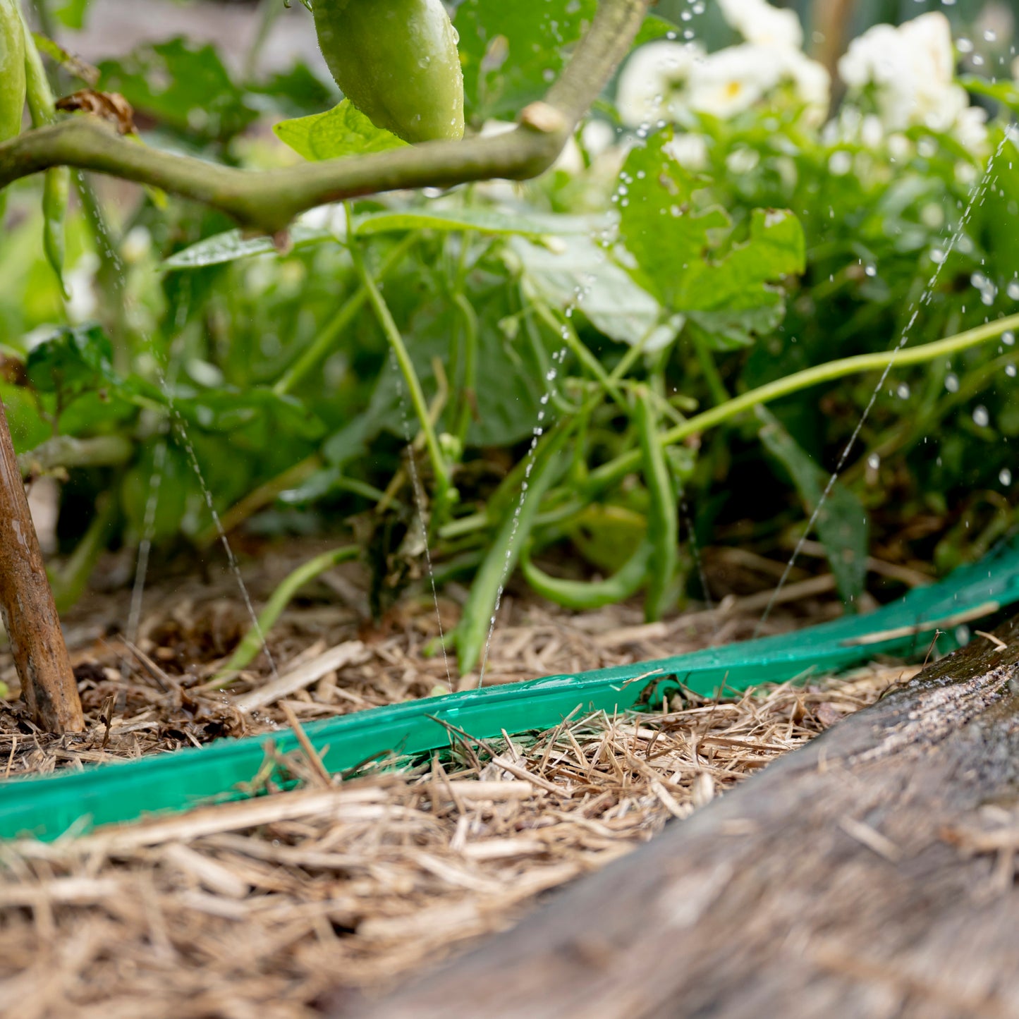 close up of green soaker hose laying in garden bed spraying water