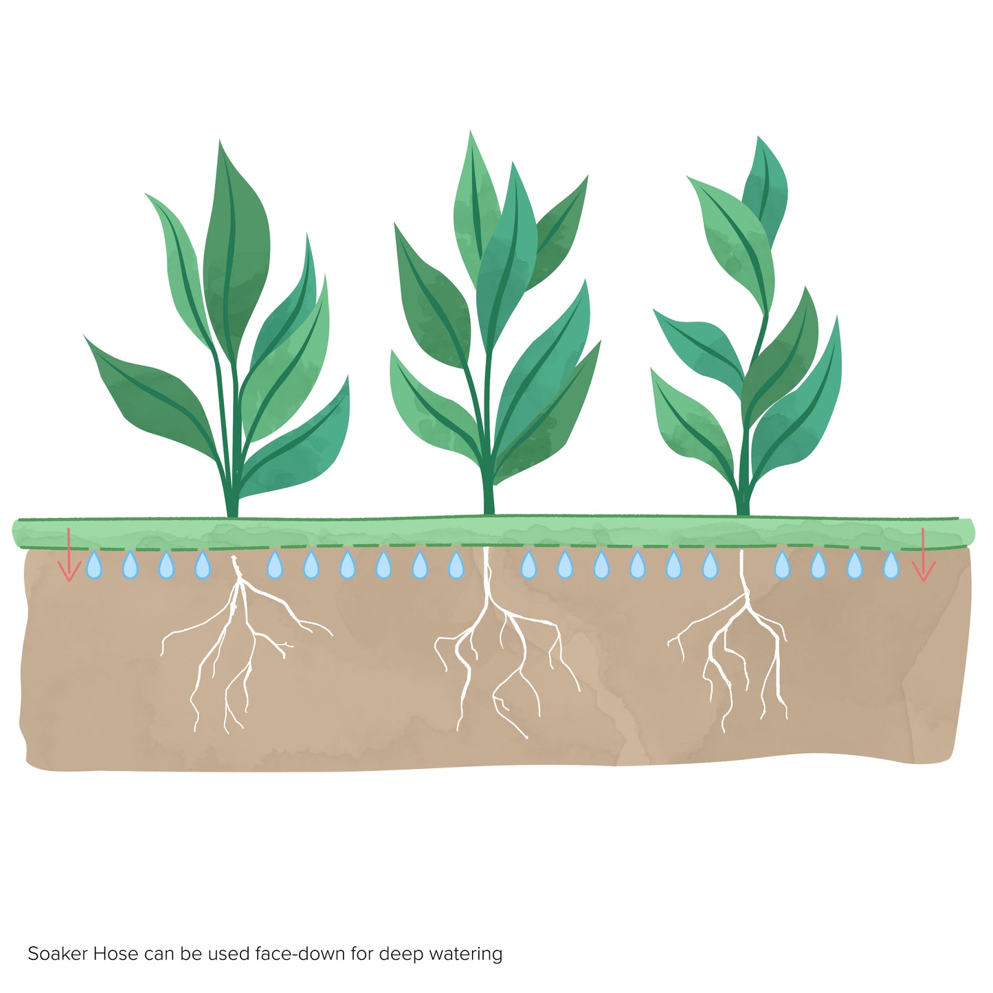 An illustration showing how a soaker hose can be put spray side down onto ground to water into the lawn.