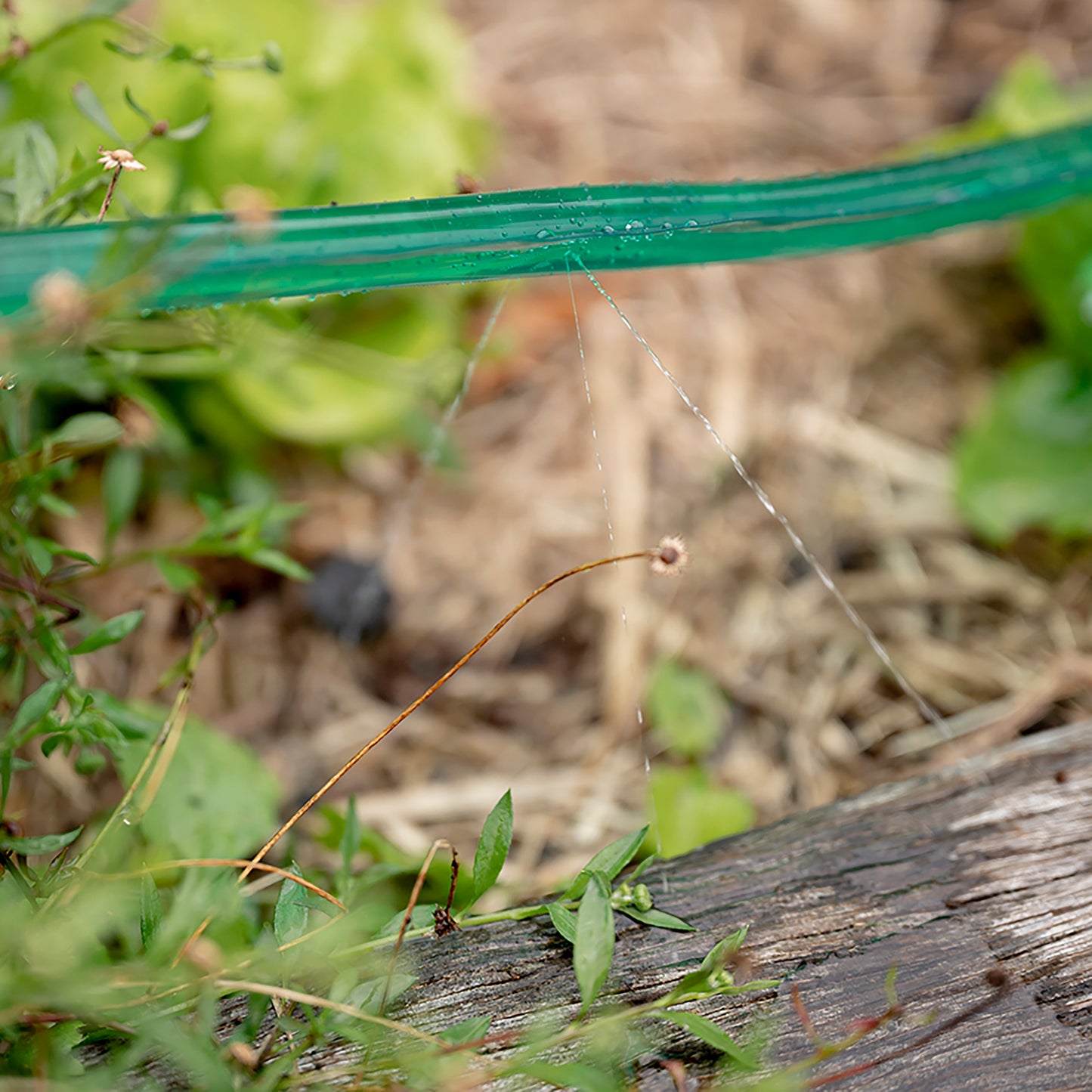 close up of green soaker hose hung above garden bed spraying water down